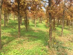 -瑶湖郊野森林公园