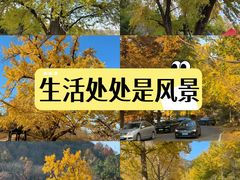 -千年银杏谷文化旅游区