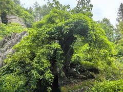 -梭布垭石林景区