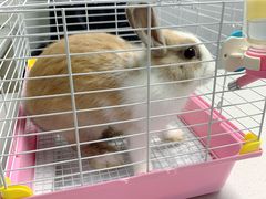 -宠颐生动物医院·猫科·心脏科(海口分院)