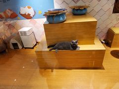 -猫冇咖·家门口的撸猫馆(大融城店)