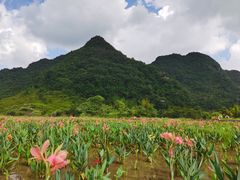 -靖西鹅泉风景区