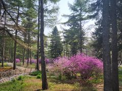 -黑龙江省森林植物园
