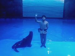 -芜湖新华联大白鲸海洋公园