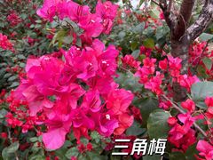 -海珠湖公园