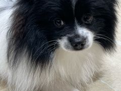 -南京宠物基地·宠物狗宠物猫售卖(南京店)