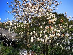 -杭州半山国家森林公园