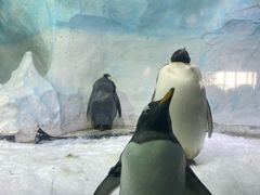 -海合安成都极地海洋公园