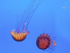 -上海海洋水族馆