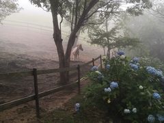 -神户市立六甲山牧场