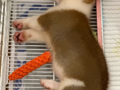 -翊宠yipet猫狗购宠庄园犬舍•猫舍