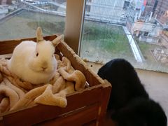 -猫猫幼稚园·撸猫·桌游·电玩