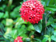 -广西壮族自治区药用植物园