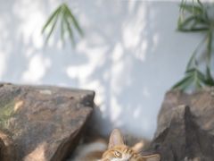 -龙华寺
