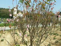 -松山湖梦幻百花洲