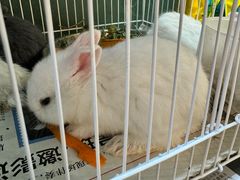 -双季花艺园艺市场(浦东店)