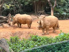 -广州长隆野生动物世界
