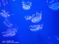 -多彩贵州城极地海洋世界