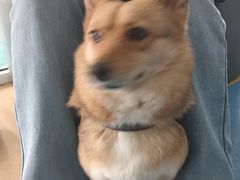 -天使宠物医院·犬猫分诊(彩虹店)