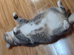 -MOCHA明星猫咖(田子坊店)