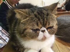-李小姐の猫咖啡馆(五角场店)