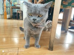 -猫小院猫主题餐厅(南锣旗舰店)