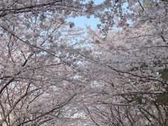 -高东镇樱花园