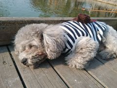 狗狗也很舒服-酷鱼垂钓CLUB(朝阳区博大路店 )