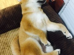 -爱侣宠医·鹦鹉专科·小型哺乳类·异宠专科(灵石路店)