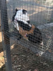 -萌宠亲子动物乐园(槐房万达店)