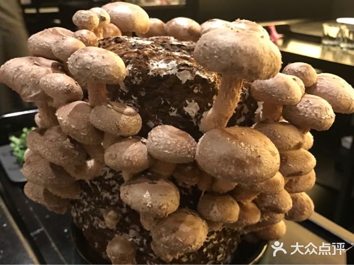 捞王锅物料理(虹桥天地店)活体菌菇图片
