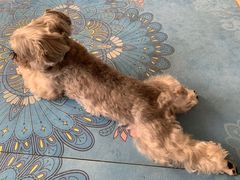 -维也纳国际机场