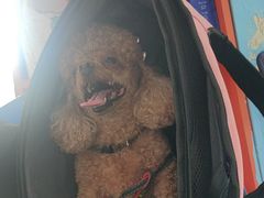 -瑞派福兴宠物医院犬猫全科·骨科·中西医结合(河东店)