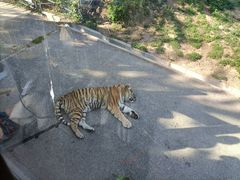 -大连森林动物园