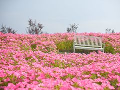 -花开海上生态园