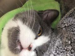 -创凡宠物医院·骨专科  猫科中心(西乡分院)