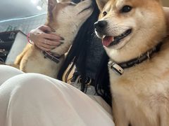 -是阿柴呀！柴犬咖啡·爱喵喵猫咖