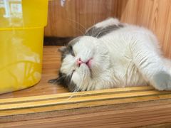 -钦宠·猫咪售卖·洗护·寄养(东圃旗舰店)