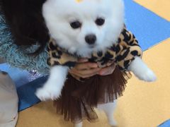 -天使宠物医院·犬猫分诊(彩虹店)