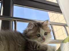 -派特宠物医院(圆融广场店)