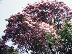 -梧桐山风景名胜区