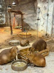 -Zoolung Zoolung动物主题公园(海信广场店)