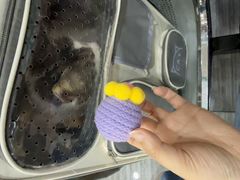 -瑞派名望志远动物医院·猫科·內科·异宠专科(直港大道店)