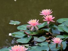 -深圳国际园林花卉博览园