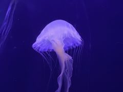 -青岛海底世界-水族馆
