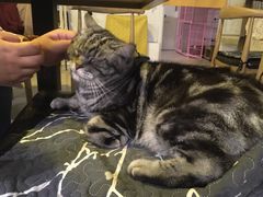 -平行世界·猫咖(首经贸店)
