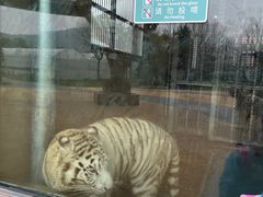 -无锡动物园·太湖欢乐园