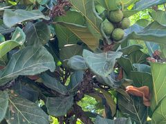 -三亚海棠湾万丽度假酒店