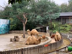 -云南野生动物园