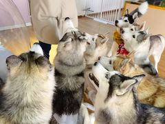 -Husky Go! 哈士奇体验馆·宠物咖啡厅狗咖